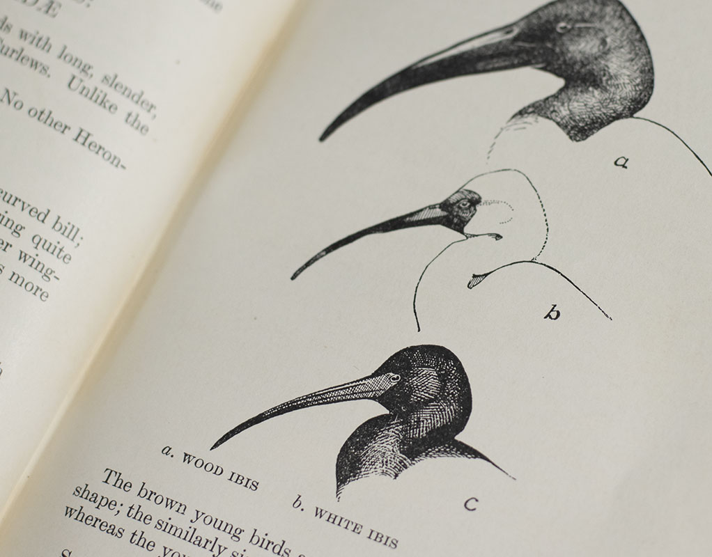 Field Guide to the Birds: Giving Field Marks of All Species Found in Eastern North America.