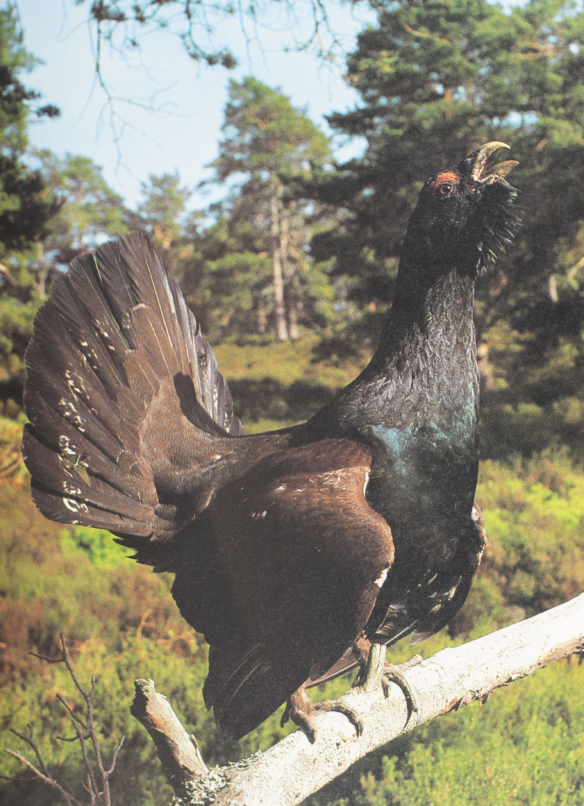 The Living Planet: A Portrait of the Earth.