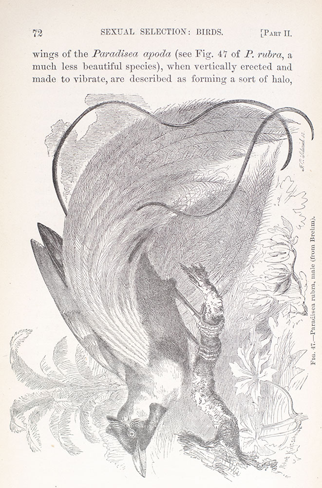 The Descent of Man and Selection in Relation to Sex.