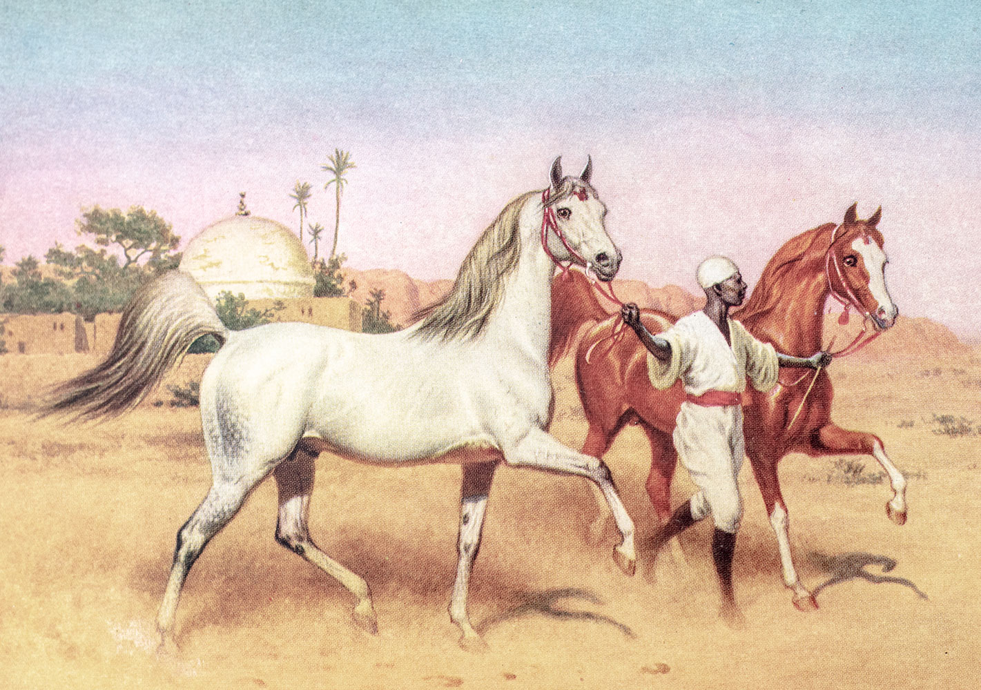 The Horse of the Desert.
