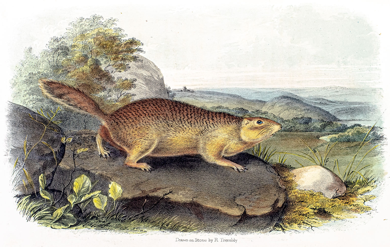 The Quadrupeds of North America.