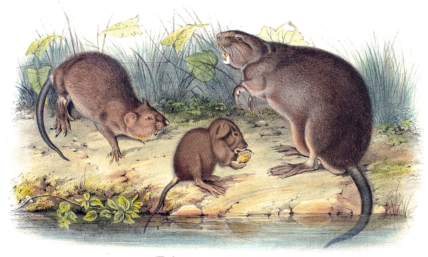 The Quadrupeds of North America.