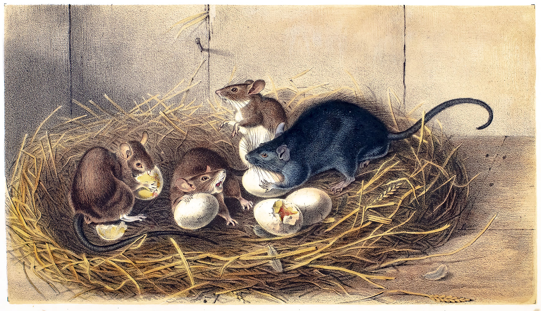 The Quadrupeds of North America.