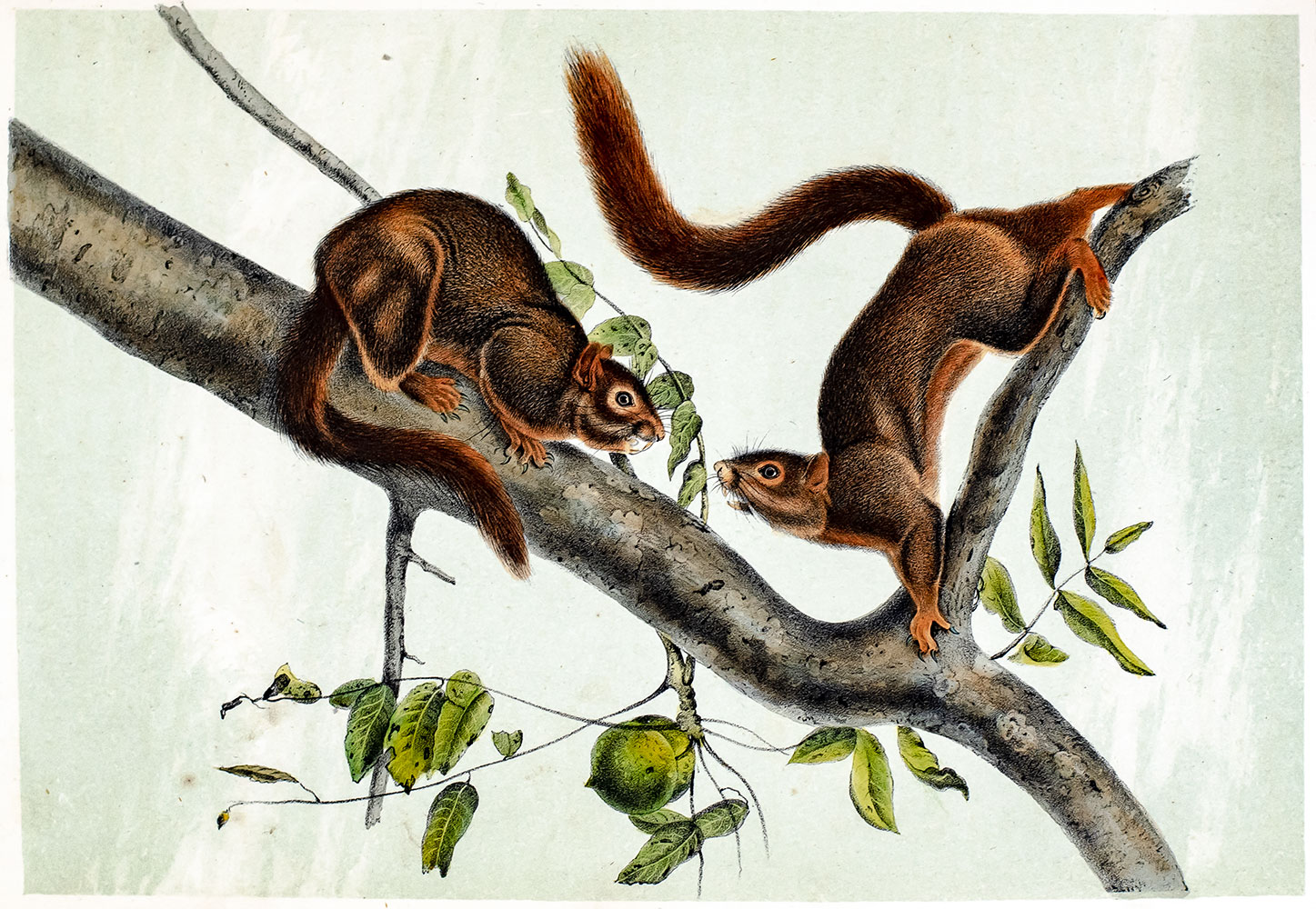 The Quadrupeds of North America.