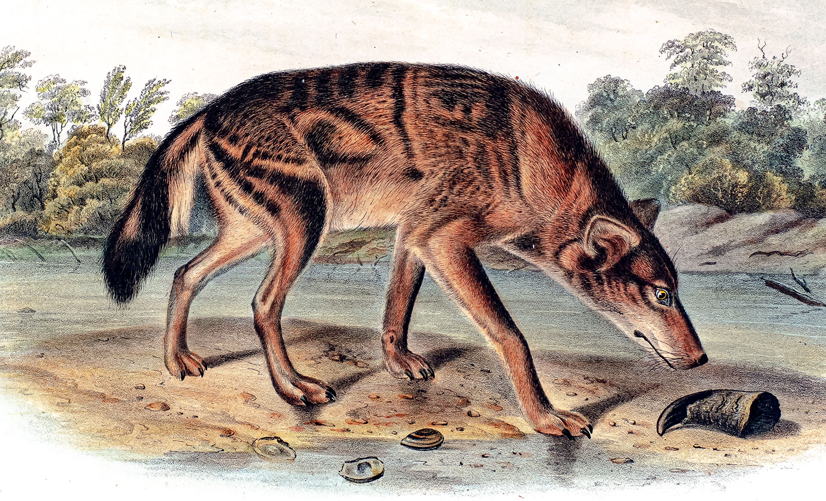 The Quadrupeds of North America.
