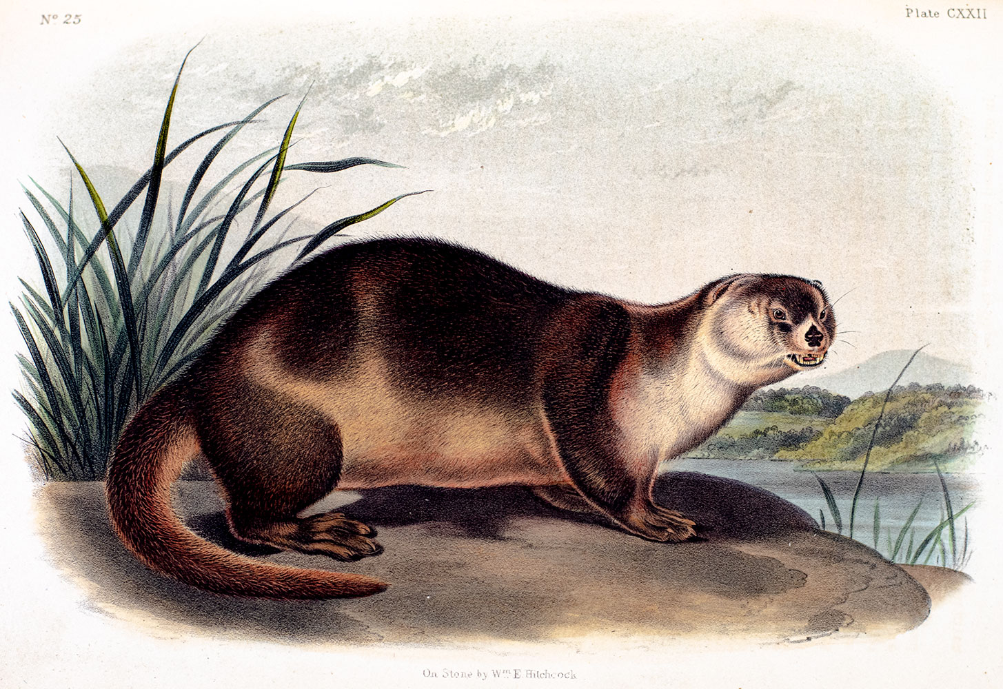 The Quadrupeds of North America.