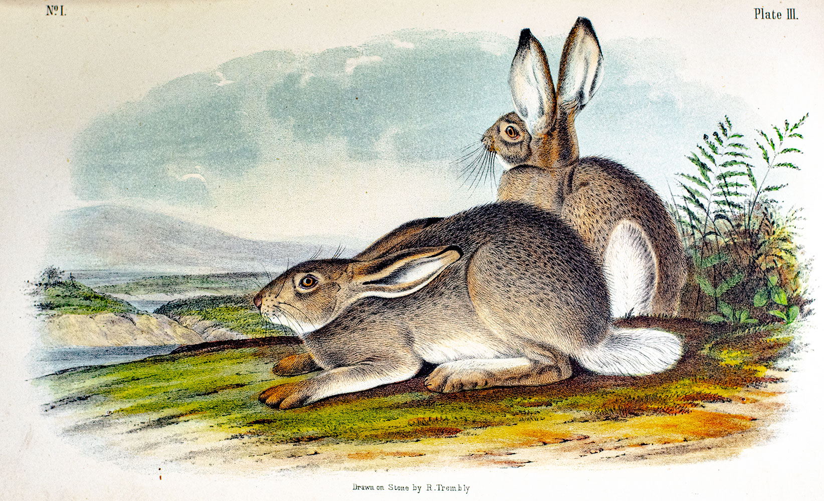 The Quadrupeds of North America.