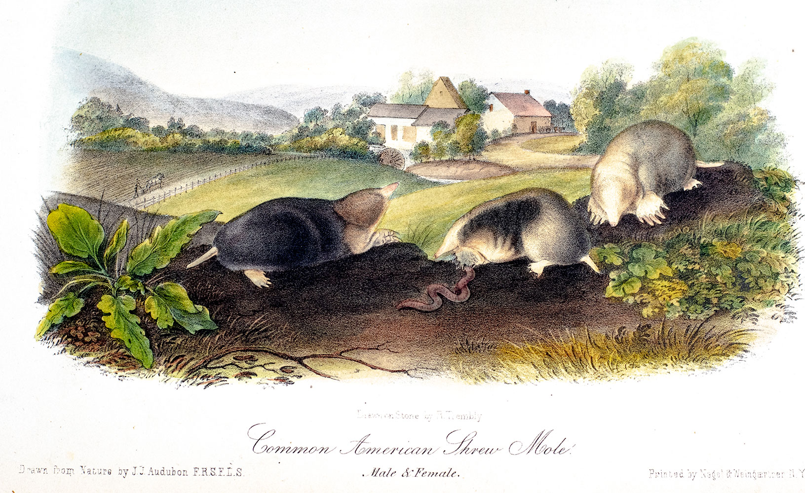 The Quadrupeds of North America.