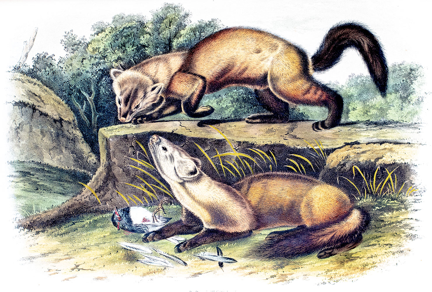 The Quadrupeds of North America.