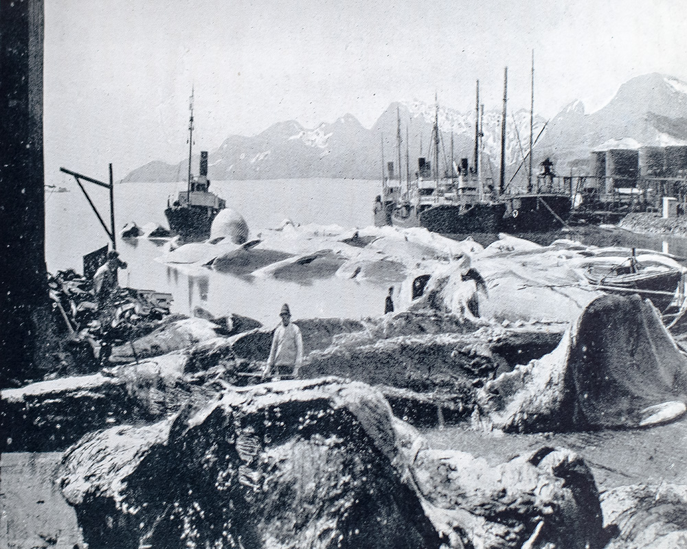 Shackleton's Last Voyage. The Story of the Quest.