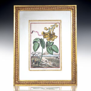 Phaseolus Indic Cochleatus Hand-Colored Engraved Botanical Plate.