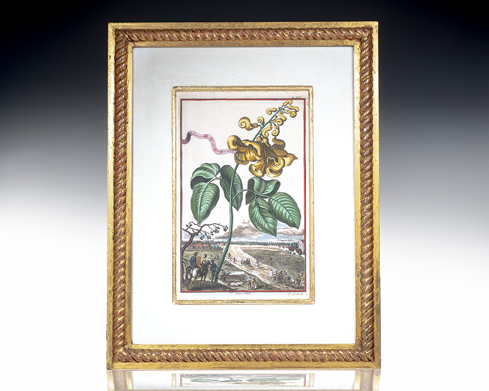 Phaseolus Indic Cochleatus Hand-Colored Engraved Botanical Plate.