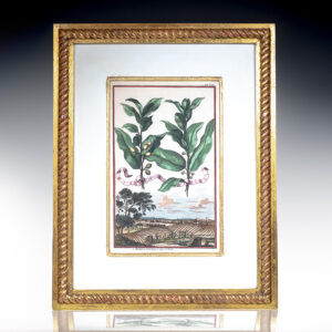 Lauro [Bay Laurel] Hand-Colored Engraved Botanical Plate.