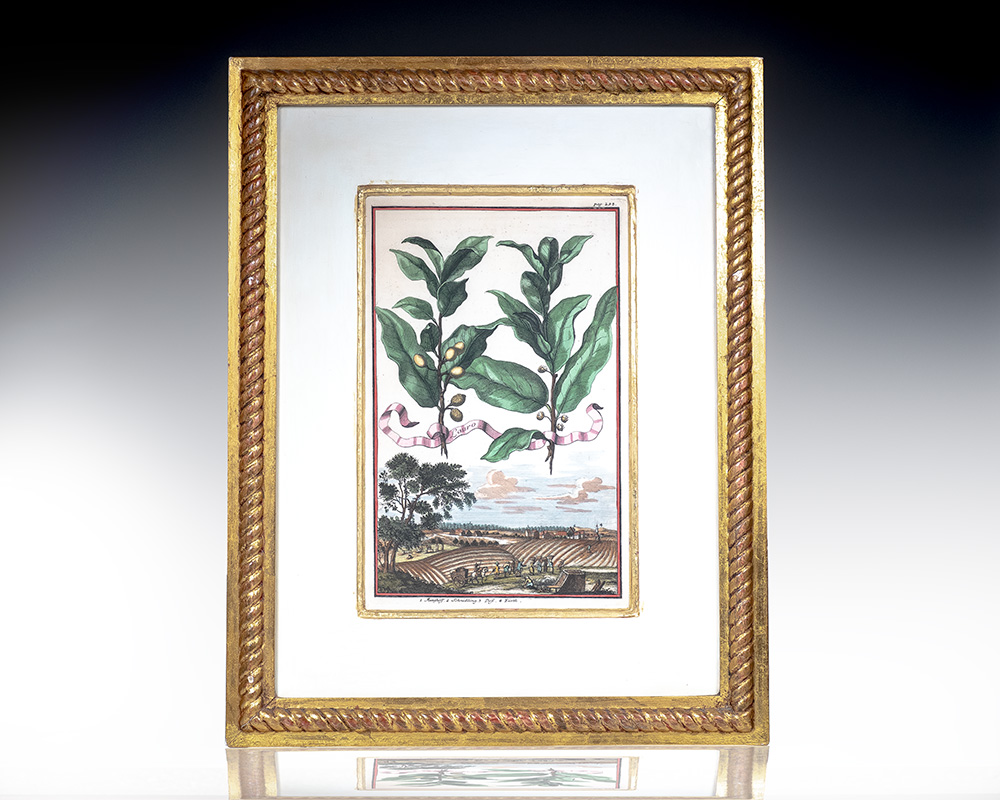 Lauro [Bay Laurel] Hand-Colored Engraved Botanical Plate.