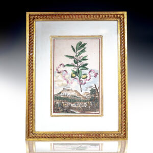 Olivo [Olive Tree] Hand-Colored Engraved Botanical Plate.
