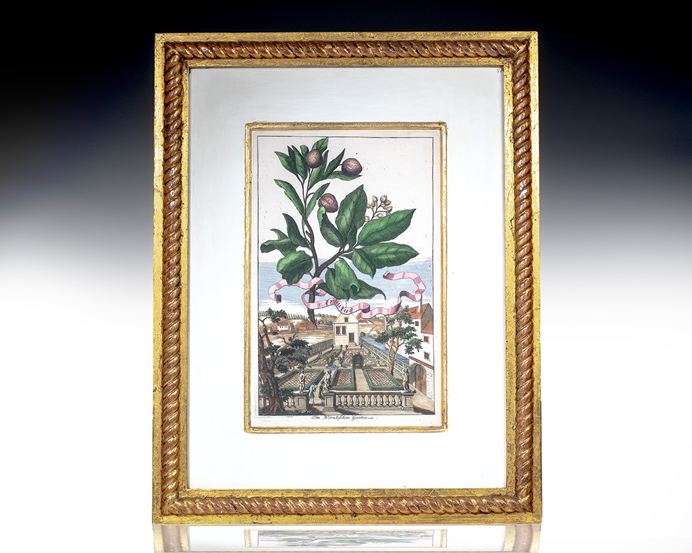 Arbutus im Wörnlischen [Tree in Wörnlischen Garden] Garten Hand-Colored Engraved Botanical Plate.