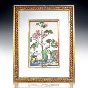 Baumwollen [Cotton Plant] Hand-Colored Engraved Botanical Plate.