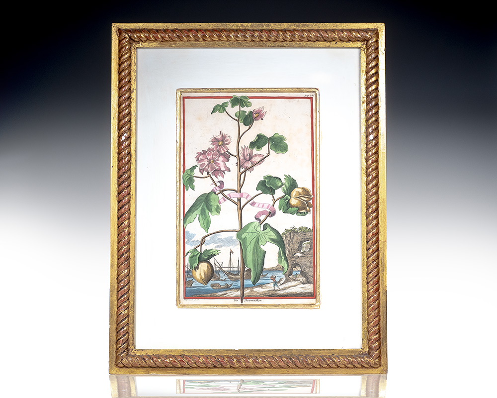 Baumwollen [Cotton Plant] Hand-Colored Engraved Botanical Plate.