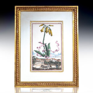 Cotyledon Africana frutefcens [Fruiting African Cotyledon] Hand-Colored Engraved Botanical Plate.