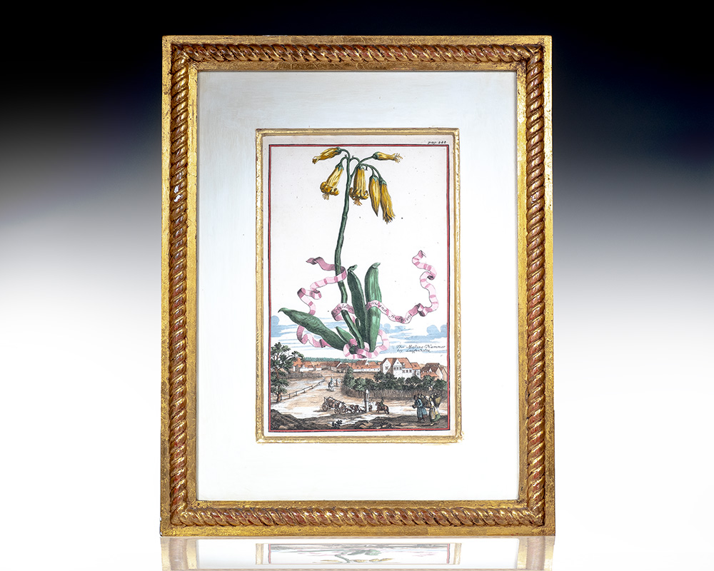 Cotyledon Africana frutefcens [Fruiting African Cotyledon] Hand-Colored Engraved Botanical Plate.