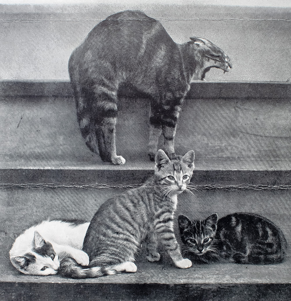 Alexander and Some Other Cats.