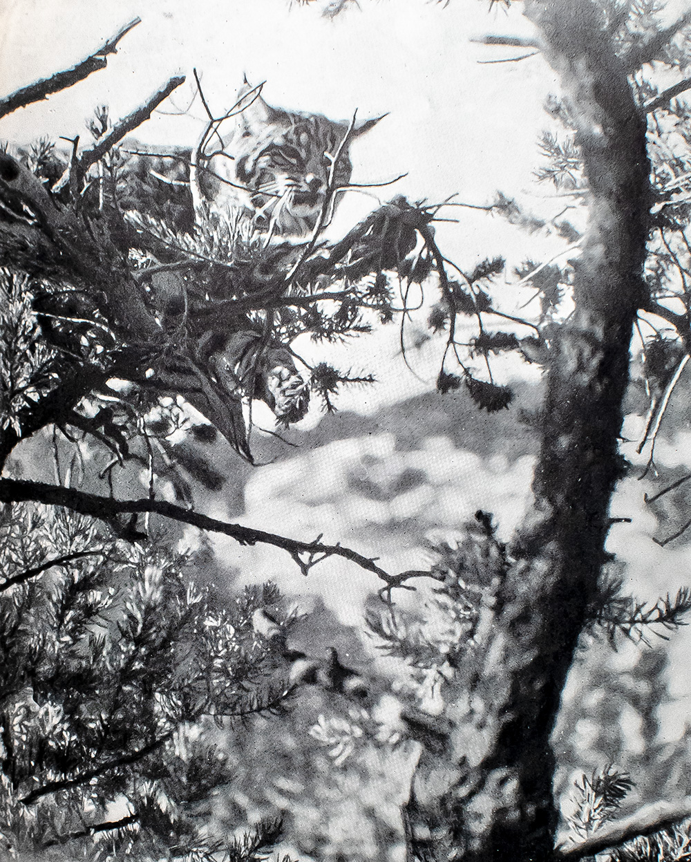 Outdoor Pastimes of an American Hunter.