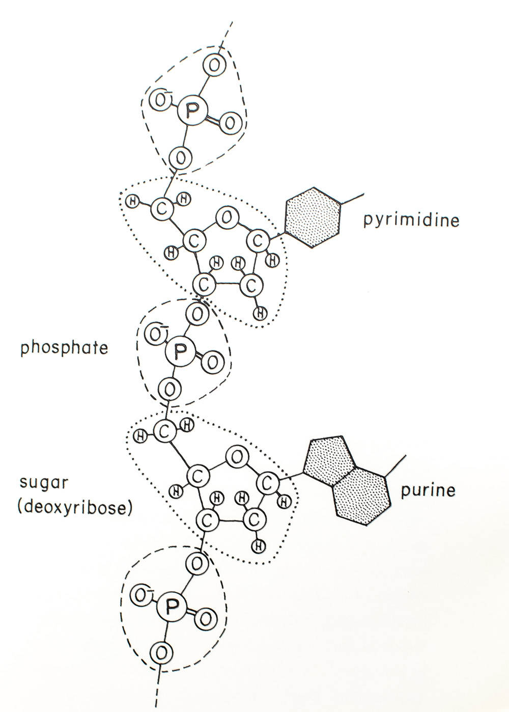 The Double Helix: A Personal Account of the Discovery of the Structure of DNA.
