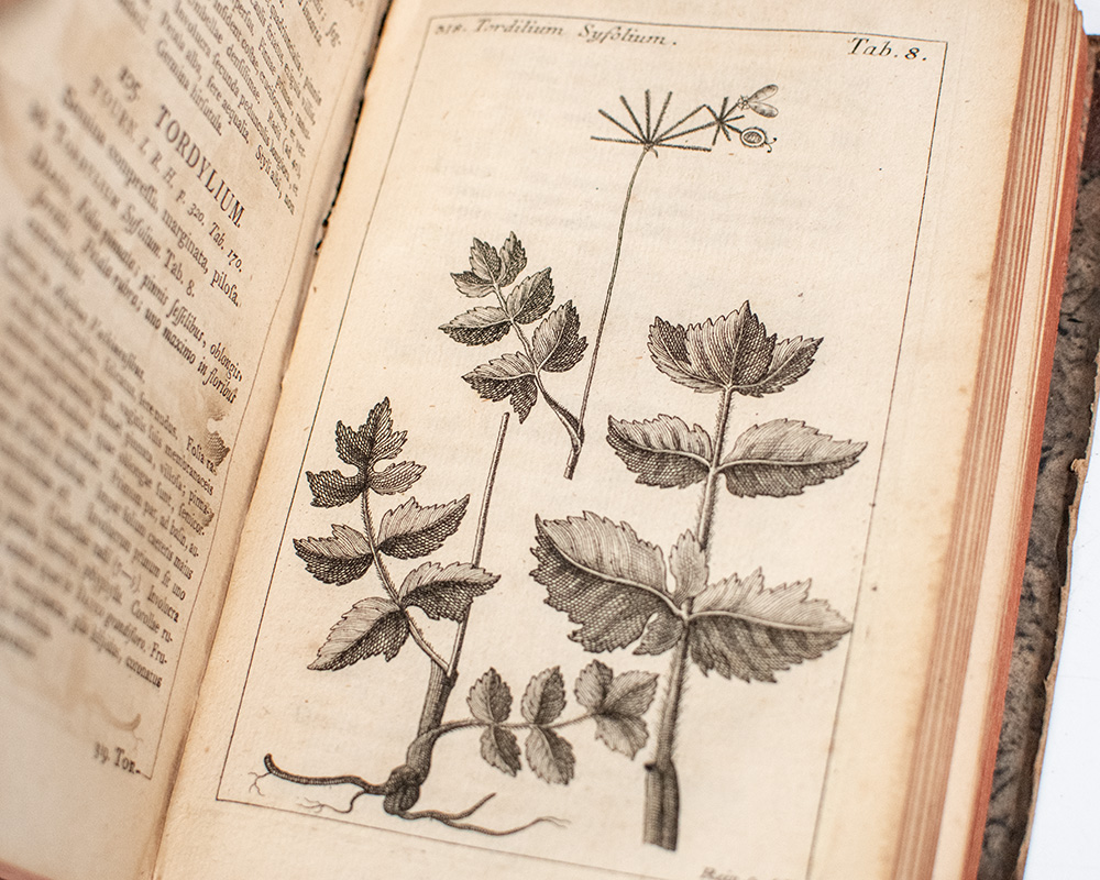 Flora Carniolica: Exhibens Plantas Carnioliae Indigenas et Distributas in Classes, Genera, Species, Varietates, Ordine Linnaeano. Volume I.