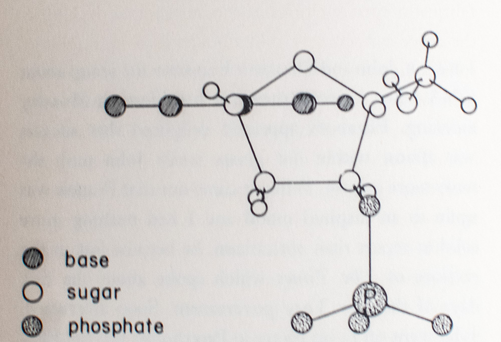 The Double Helix: A Personal Account of the Discovery of the Structure of DNA.