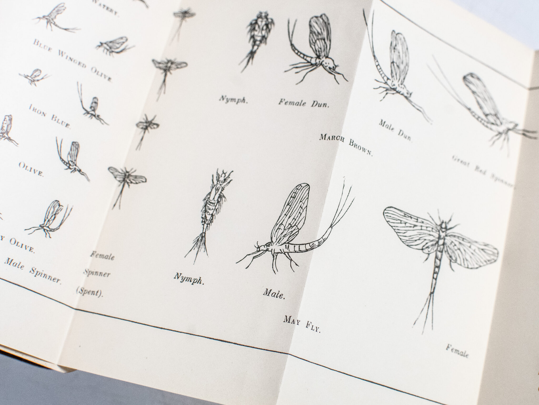 Modern Trout Fly Dressing.