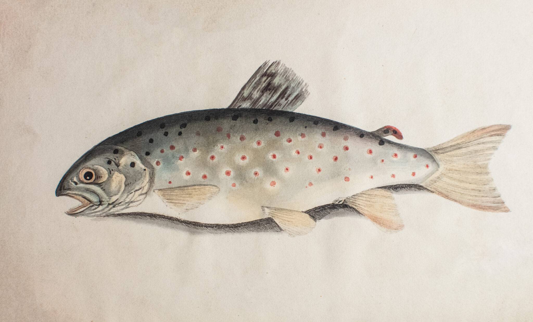 The Fly Fisher's Guide.