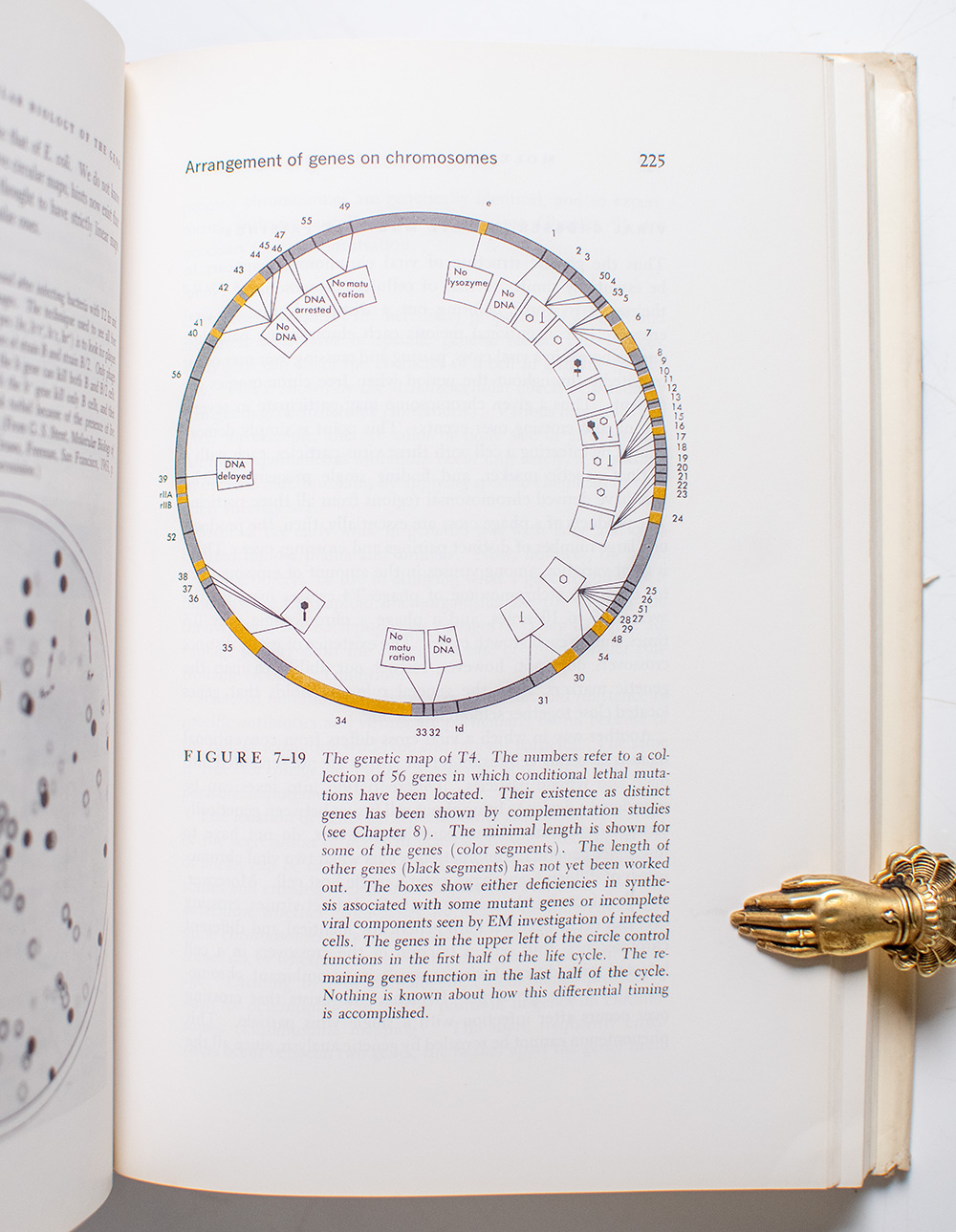 Molecular Biology of the Gene.