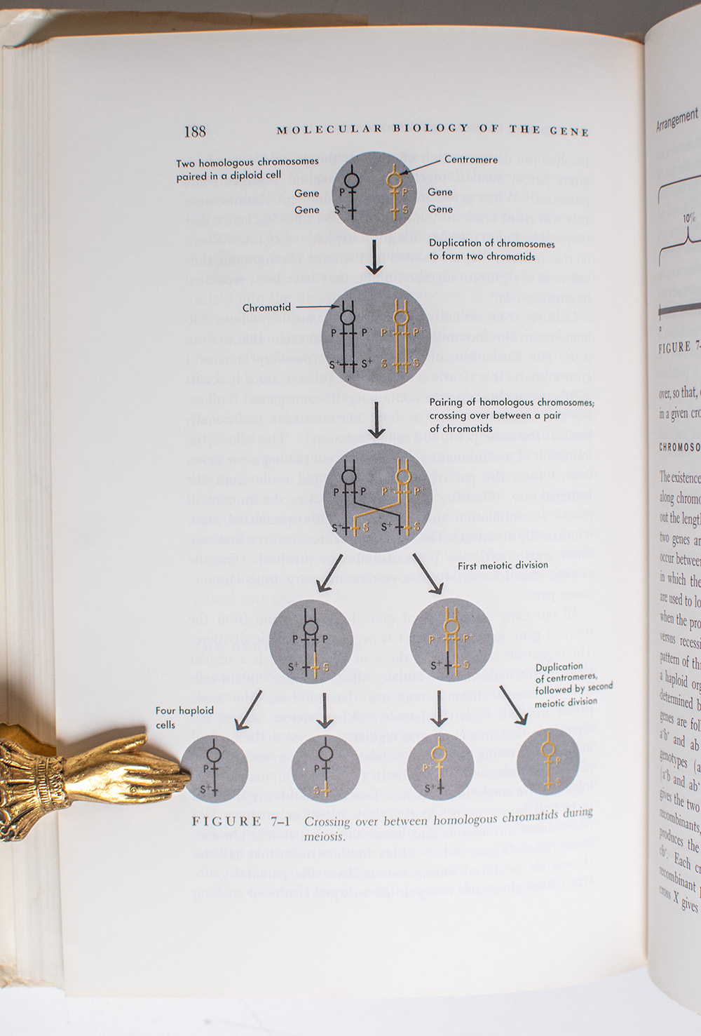 Molecular Biology of the Gene.