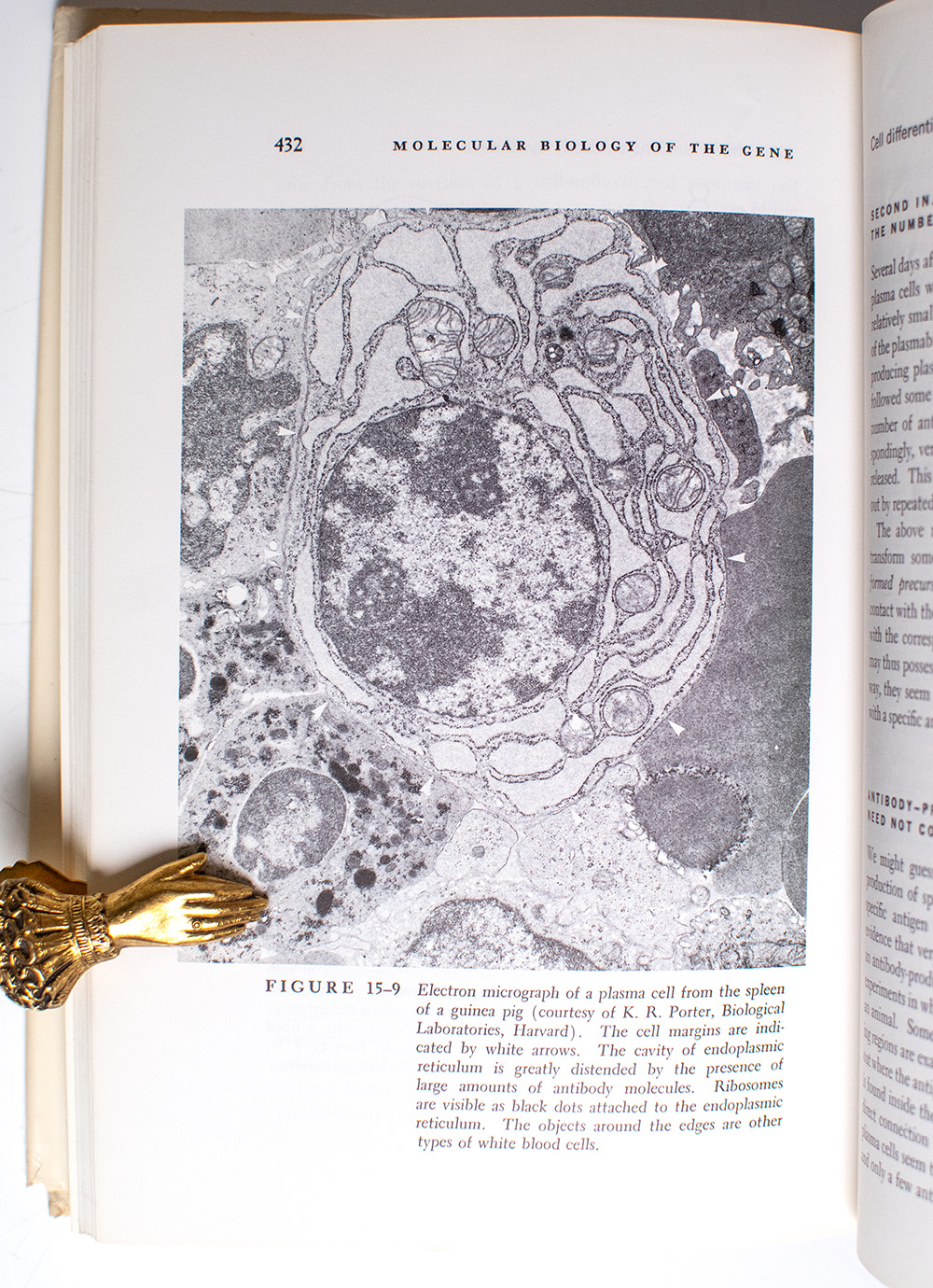 Molecular Biology of the Gene.