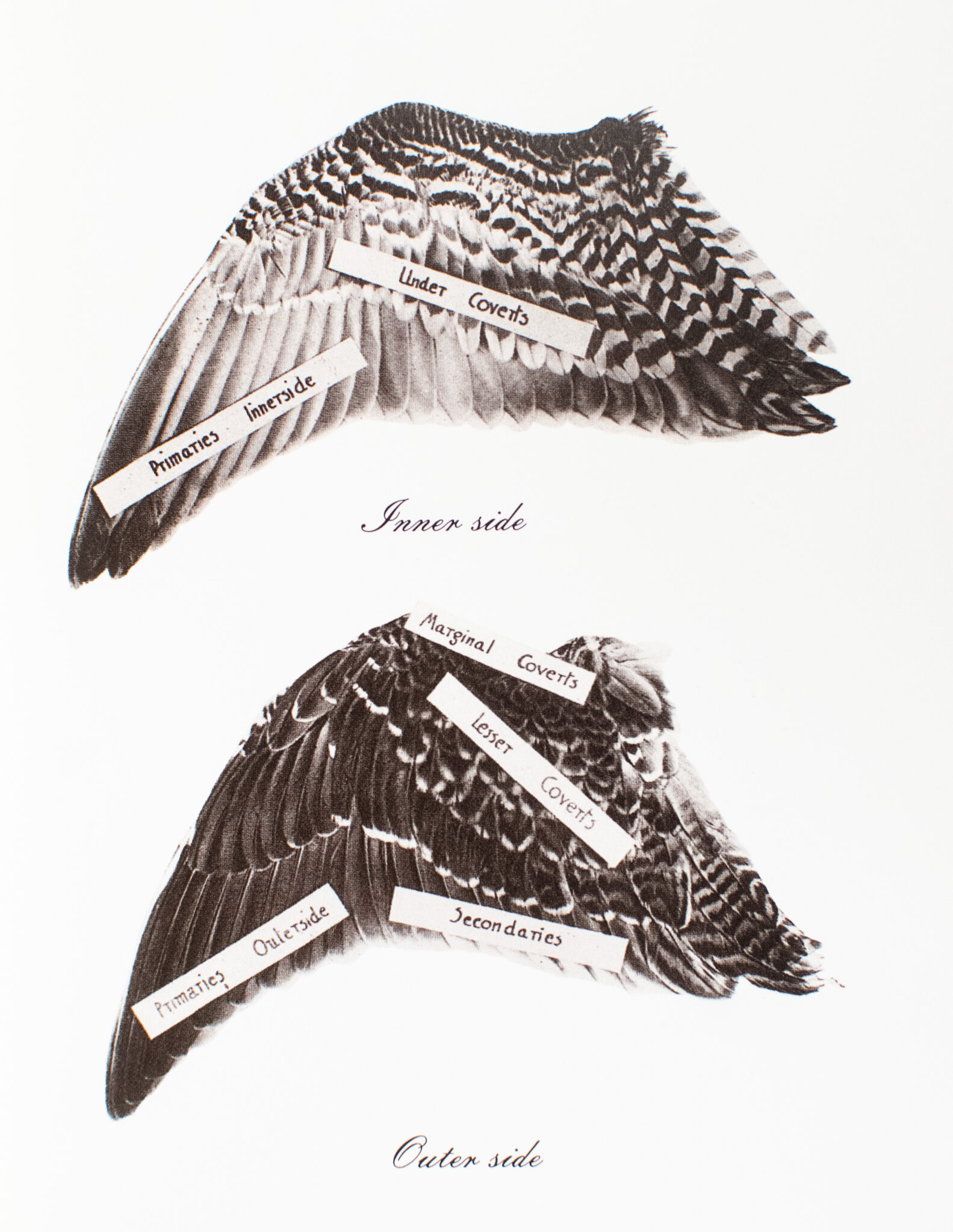 Brook and River Trouting.