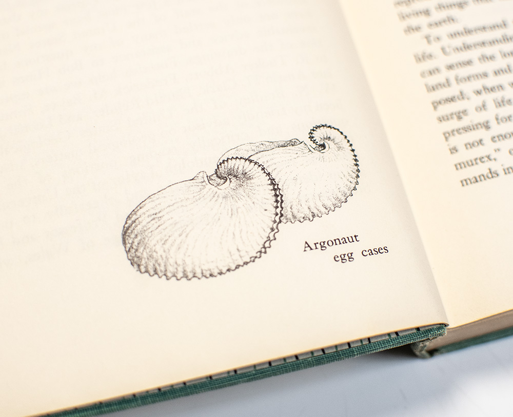 The Edge of the Sea.