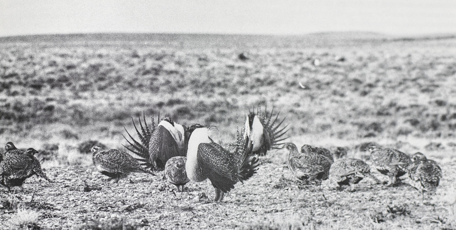 Sociobiology: The New Synthesis