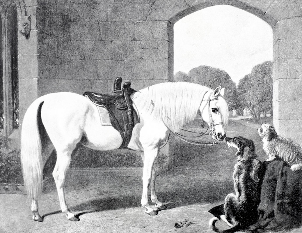 The Arab: The Horse of the Future