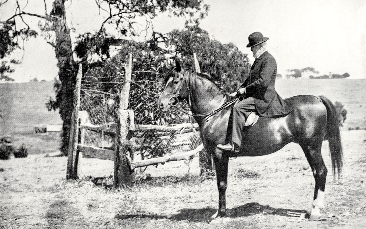 The Arab: The Horse of the Future
