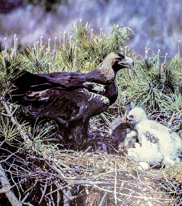 The Wildlife Crisis