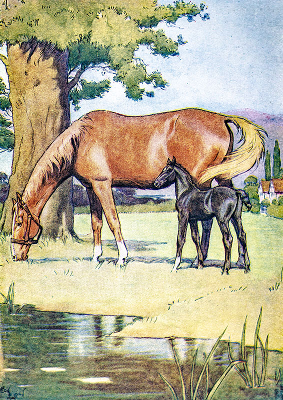 Black Beauty. The Autobiography of a Horse