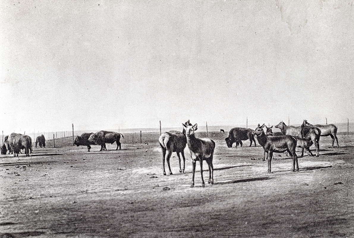 Historical and Biographical Record of the Cattle Industry and the Cattlemen of Texas and Adjacent Territory