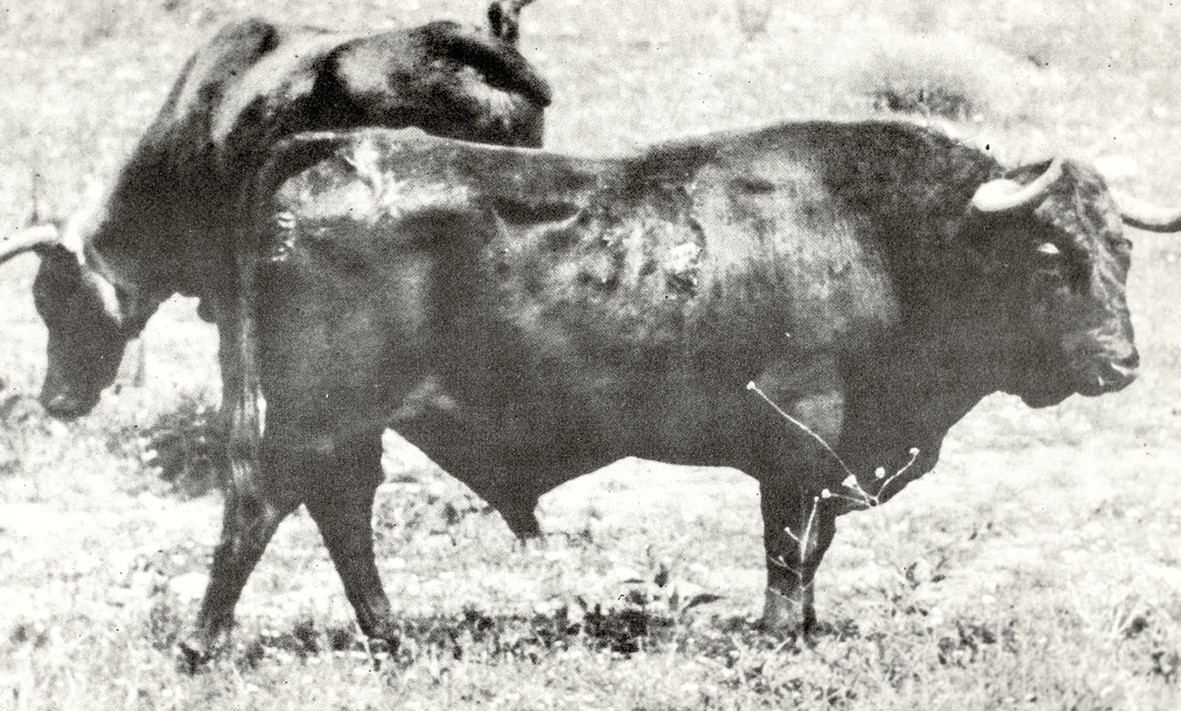 Death in the Afternoon