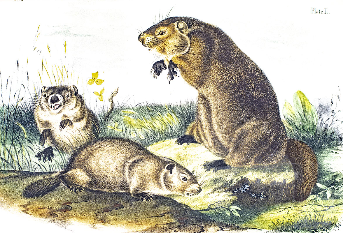 The Quadrupeds of North America.