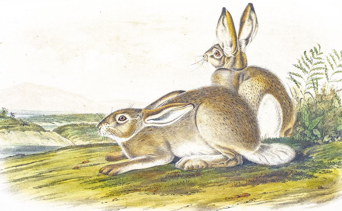 The Quadrupeds of North America.