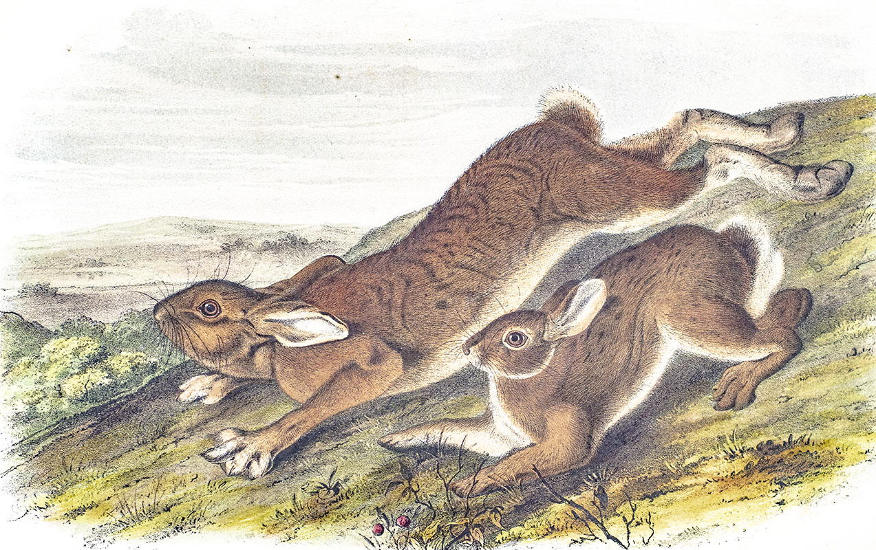 The Quadrupeds of North America.