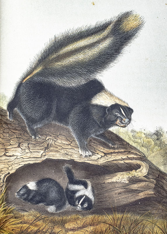 The Quadrupeds of North America.