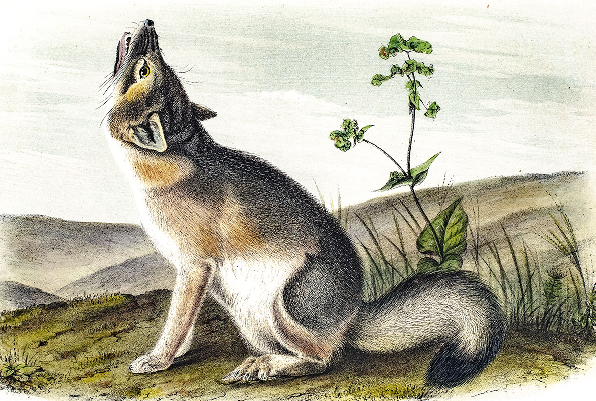 The Quadrupeds of North America.