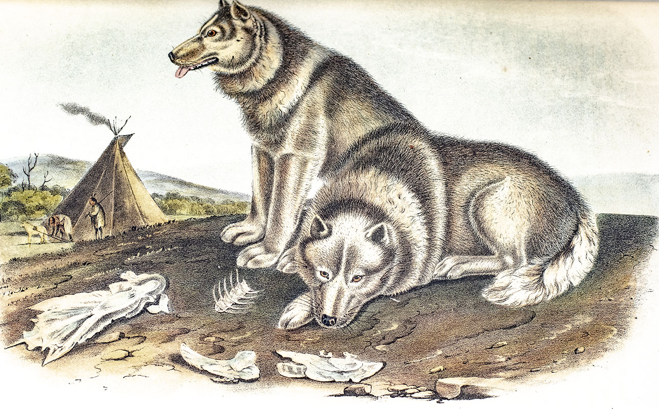 The Quadrupeds of North America.