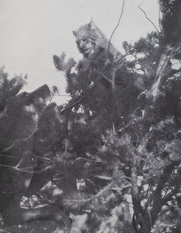 Outdoor Pastimes of an American Hunter.